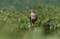 Kanja_Common_buzzard_Buteo_buteo_75.jpg
