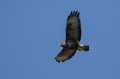 Kanja_Common_buzzard_Buteo_buteo_78.jpg