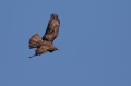 Kanja_Common_buzzard_Buteo_buteo_79.jpg