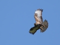 Ime datoteke=Kanja_Common_buzzard_Buteo_buteo_81.jpg
Velikost datoteke=258KB
Dimenzija=950x713
Datum objave=05.08.2024 Kanja_Common_buzzard_Buteo_buteo_81.jpg