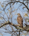 Kanja_Common_buzzard_Buteo_buteo_82.jpg