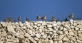 Katorna_Rock_partridge_Alectoris_graeca_Poljske_kure_Phasianidae_16.jpg