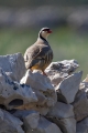 Katorna_Rock_partridge_Alectoris_graeca_Poljske_kure_Phasianidae_22.jpg