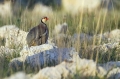 Katorna_Rock_partridge_Alectoris_graeca_Poljske_kure_Phasianidae_28.jpg