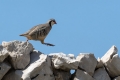 Katorna_Rock_partridge_Alectoris_graeca_Poljske_kure_Phasianidae_37.jpg