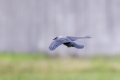 Kavka_Corvus_monedula_Jackdaw_Vrani_Corvidae_05.jpg