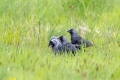 Kavka_Corvus_monedula_Jackdaw_Vrani_Corvidae_06.jpg