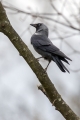 Kavka_Corvus_monedula_Jackdaw_Vrani_Corvidae_07.jpg