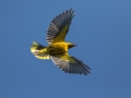 Kobilar_Golden_oriole_07.jpg