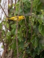 Kobilar_Golden_oriole_08.jpg