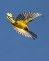 Kobilar_Golden_oriole_09.jpg