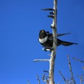 Komatar_Ring_Ouzel_Turdus_torquatus_Drozgi_Turdidae_02.jpg