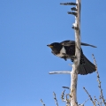 Komatar_Ring_Ouzel_Turdus_torquatus_Drozgi_Turdidae_03.jpg