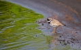 Komatni_dezevnik_Ringed_plover_03.jpg