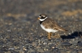 Komatni_dezevnik_Ringed_plover_04.jpg