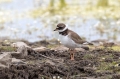 Komatni_dezevnik_Ringed_plover_06.jpg