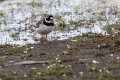 Komatni_dezevnik_Ringed_plover_07.jpg
