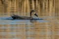Konopnica_Gadwall_Anas_strepera_Plovci_Anatidae_01.jpg
