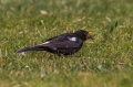 Kos_Blackbird_Turdus_merula_Turdidae_Drozgi_10.jpg