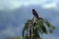 Kos_Blackbird_Turdus_merula_Turdidae_Drozgi_11.jpg