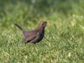 Kos_Blackbird_Turdus_merula_Turdidae_Drozgi_13.jpg