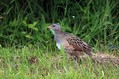 Kosec_Corn_crake_Crex_crex_Tukalice_Rallidae_01.jpg