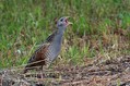 Kosec_Corn_crake_Crex_crex_Tukalice_Rallidae_02.jpg