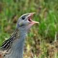 Kosec_Corn_crake_Crex_crex_Tukalice_Rallidae_03.jpg