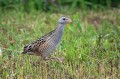 Kosec_Corn_crake_Crex_crex_Tukalice_Rallidae_05.jpg