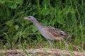 Kosec_Corn_crake_Crex_crex_Tukalice_Rallidae_06.jpg