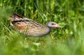 Kosec_Corn_crake_Crex_crex_Tukalice_Rallidae_08.jpg