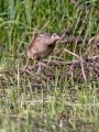 Kosec_Corn_crake_Crex_crex_Tukalice_Rallidae_09.jpg