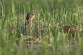 Kosec_Corn_crake_Crex_crex_Tukalice_Rallidae_11.jpg