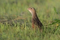 Kosec_Corn_crake_Crex_crex_Tukalice_Rallidae_14.jpg