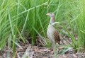 Kosec_Corn_crake_Crex_crex_Tukalice_Rallidae_15.jpg