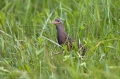 Kosec_Corn_crake_Crex_crex_Tukalice_Rallidae_16.jpg
