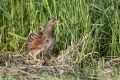 Kosec_Corn_crake_Crex_crex_Tukalice_Rallidae_17.jpg