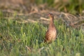 Kosec_Corn_crake_Crex_crex_Tukalice_Rallidae_30.jpg