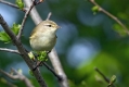 Kovacek_Willov_warbler_Phylloscopus_trochilus_Penice_Sylviidae_03.jpg
