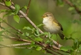 Kovacek_Willov_warbler_Phylloscopus_trochilus_Penice_Sylviidae_04.jpg