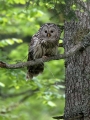Kozaca_Ural_owl_102.jpg