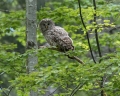 Kozaca_Ural_owl_104.jpg