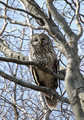 Kozaca_Ural_owl_11.jpg
