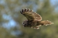 Kozaca_Ural_owl_120.jpg