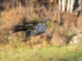 Kozaca_Ural_owl_133.jpg