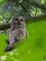 Kozaca_Ural_owl_14.jpg