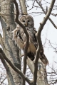 Kozaca_Ural_owl_16.jpg