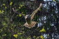 Kozaca_Ural_owl_22.jpg