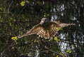 Kozaca_Ural_owl_23.jpg