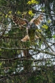 Kozaca_Ural_owl_24.jpg